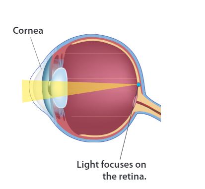 normal eye diagram